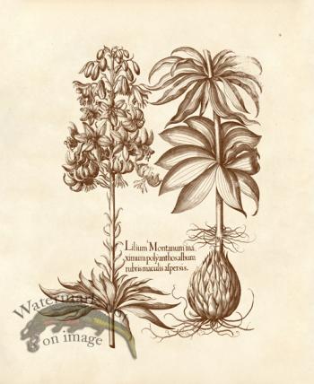 Besler 09 Lilium Montanum Ma